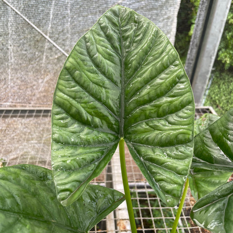 Alocasia x Lukiwan