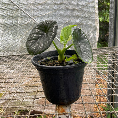 Alocasia Chaii
