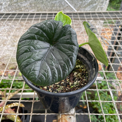 Alocasia Chaii