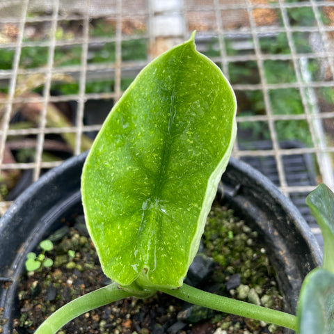 Alocasia Chaii