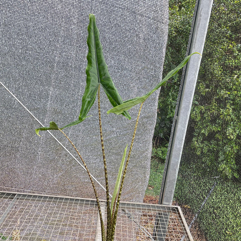 Alocasia 'Tigrina Superba'