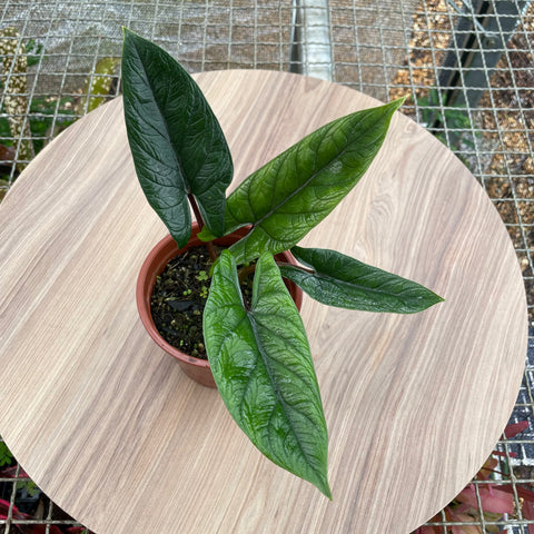 Alocasia scalprum