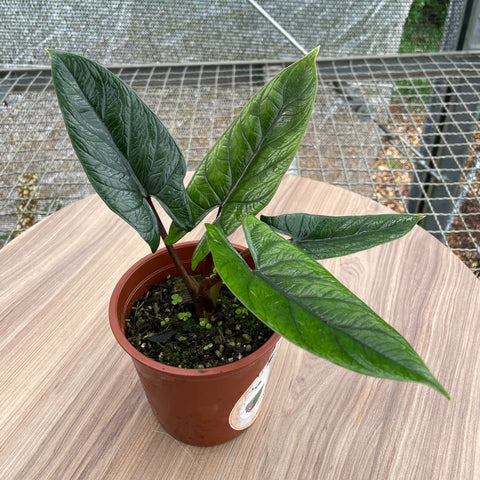 Alocasia scalprum