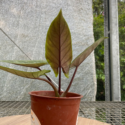 Alocasia scalprum