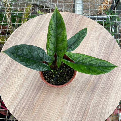 Alocasia scalprum