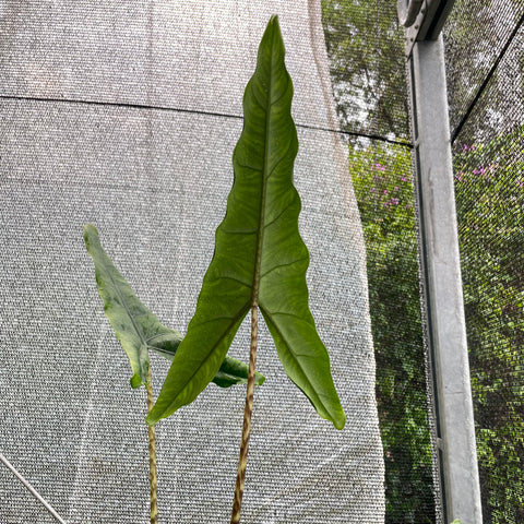 Alocasia 'Tigrina Superba'