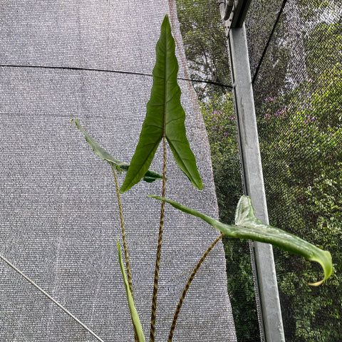 Alocasia 'Tigrina Superba'