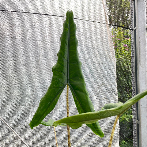 Alocasia 'Tigrina Superba'