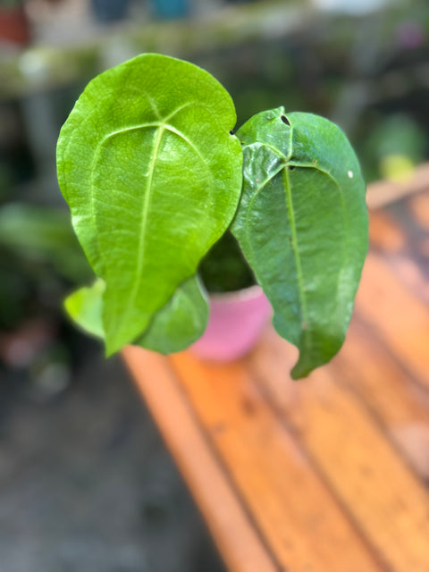 Anthurium sp. Peltado Brasil (Anthurium kollmanii) - pequeno