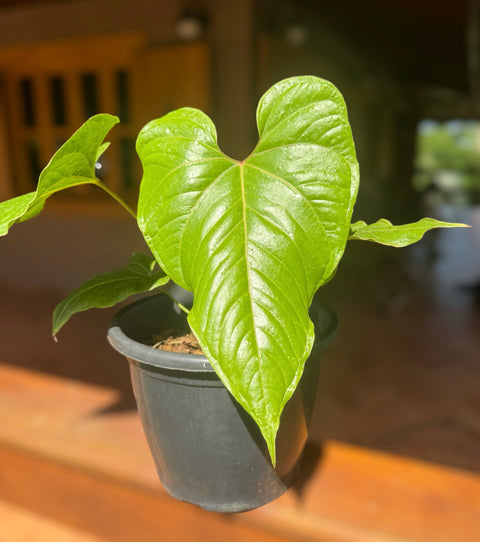 Anthurium cupulispathum