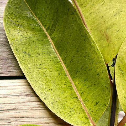 Ficus elástica Shivereana 'Moonshine'