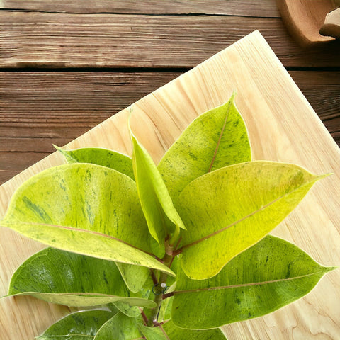 Ficus elástica Shivereana 'Moonshine'