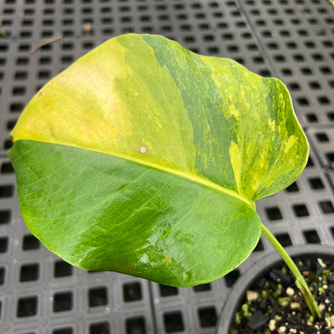 Monstera deliciosa 'áurea variegata'