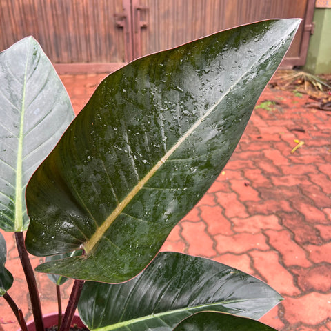 Philodendron Congo 'Rojo'