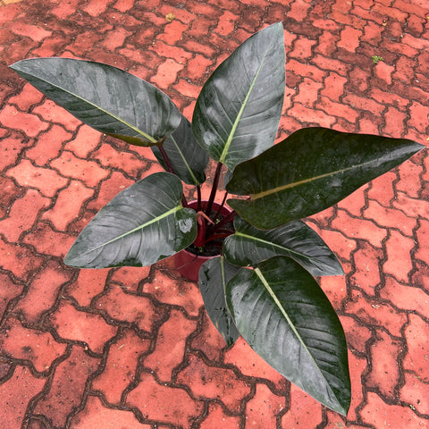 Philodendron Congo 'Rojo'