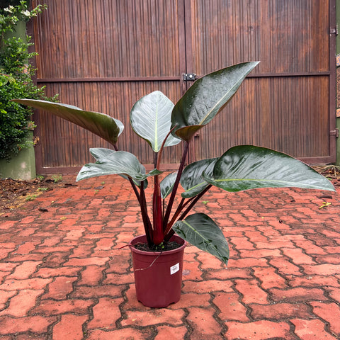 Philodendron Congo 'Rojo'
