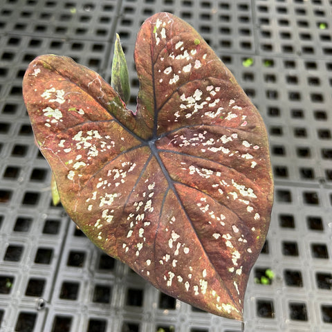 Caladium Poa