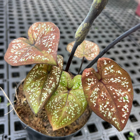 Caladium Poa