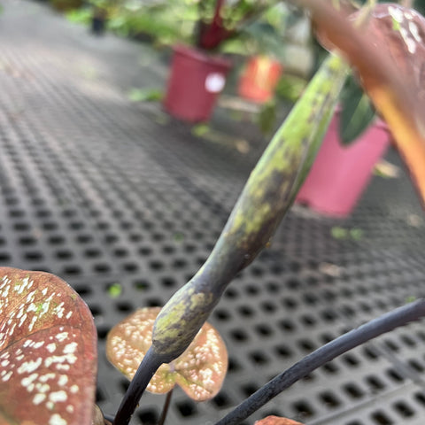 Caladium Poa