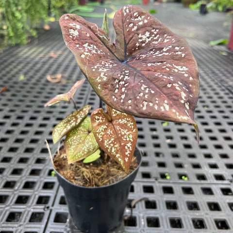 Caladium Poa
