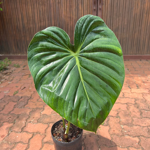 Philodendron Mcdowell