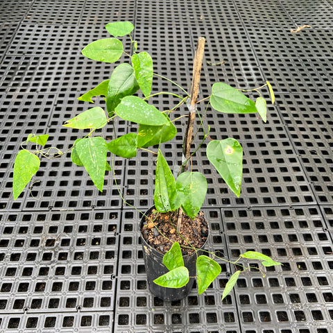 Passiflora racemosa (maracujá-de-cachos) - muda