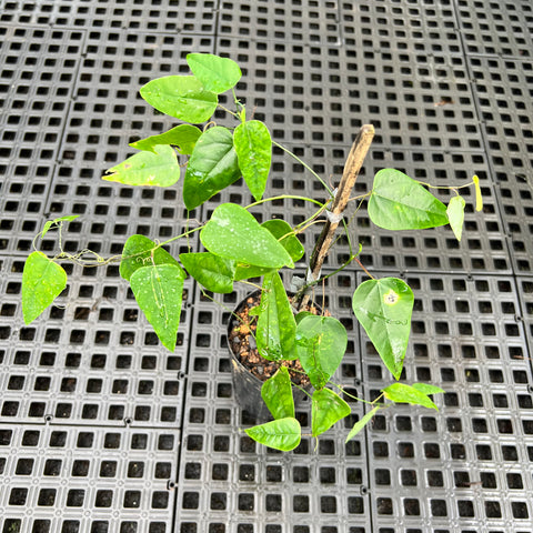 Passiflora racemosa (maracujá-de-cachos) - muda