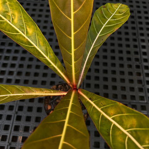 Pentagônia wendlandii