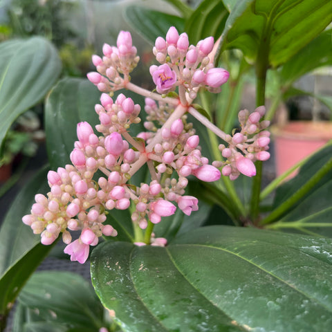 Medinilla formosana