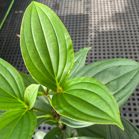 Medinilla formosana