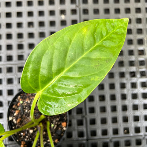 Anthurium pulcachense