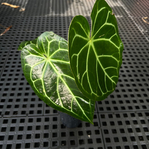 Anthurium magnificum