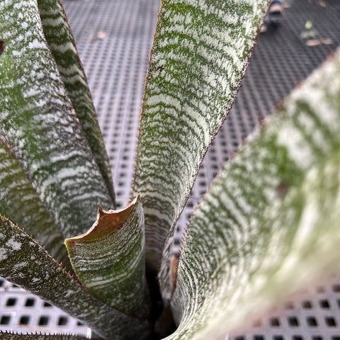 Hohenbergia correia-araujoi