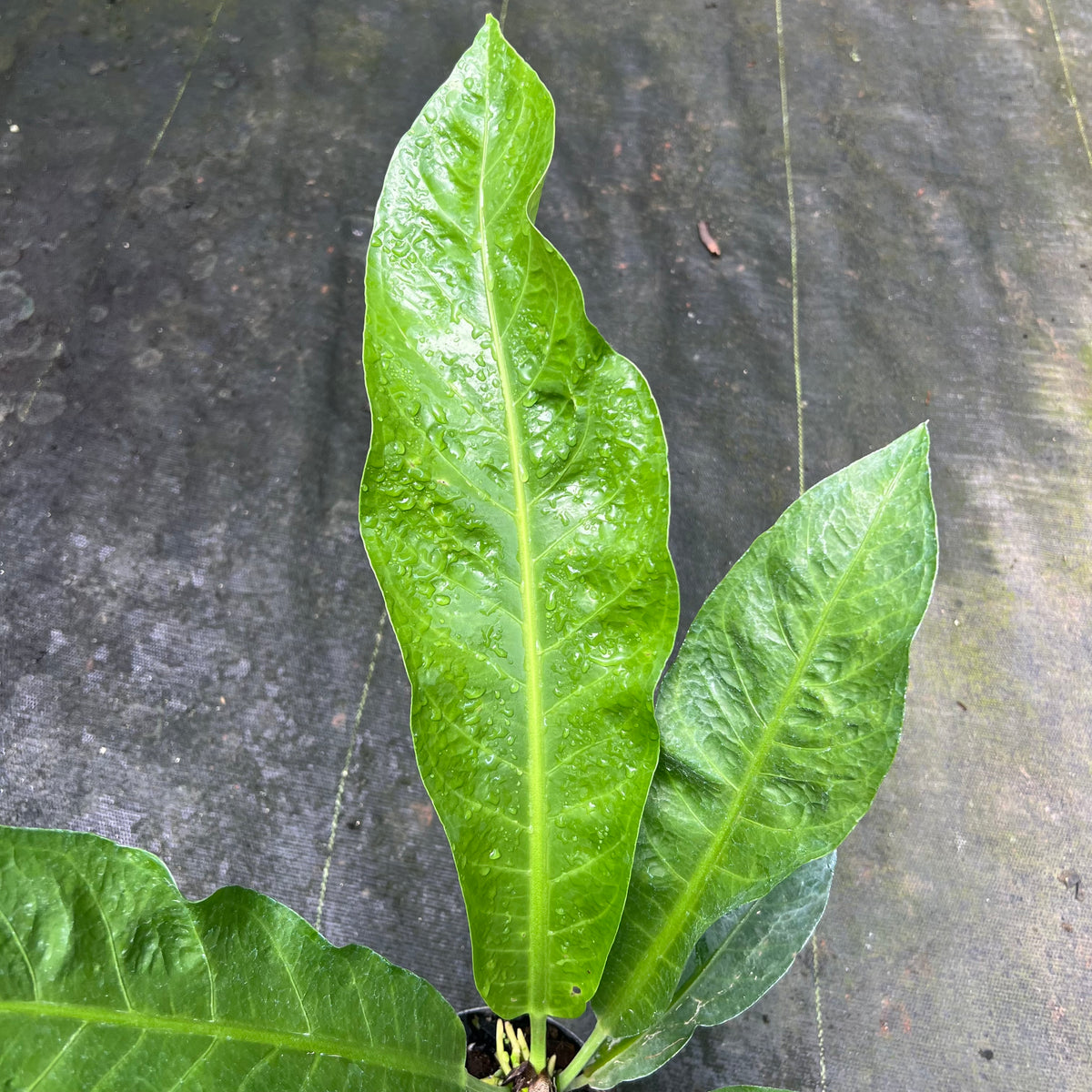 Anthurium salvinii – Entre Raízes Botânica