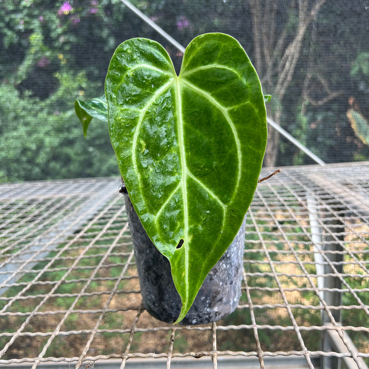 Anthurium magnificum 'norte' – Entre Raízes Botânica