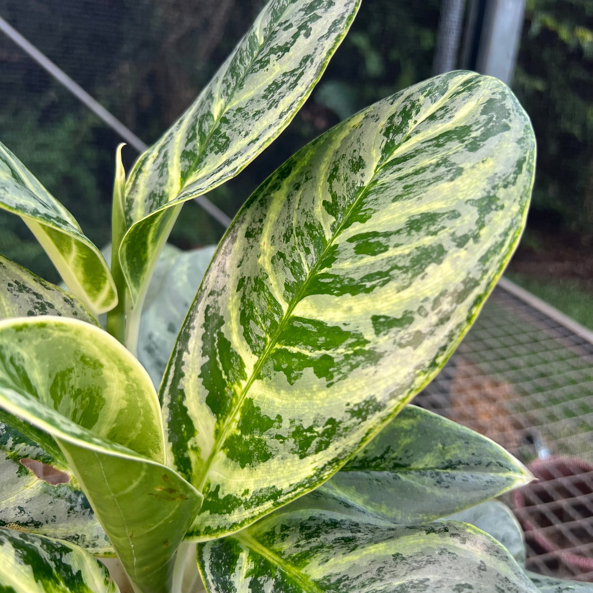 Aglaonema Silver Curly  Entre Razes Botnica