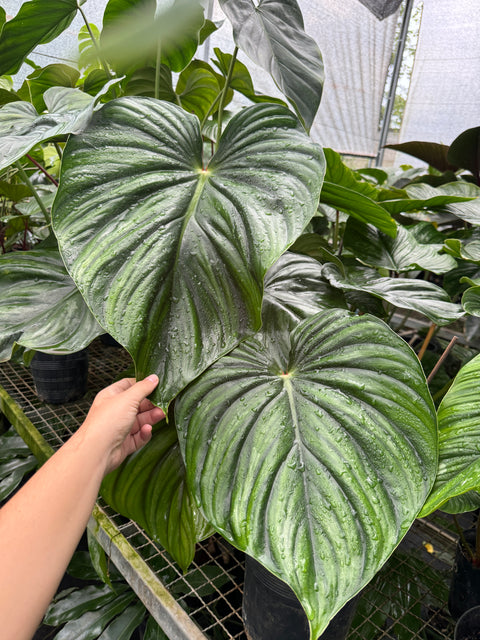 Philodendron plowmanii “Dark Form”