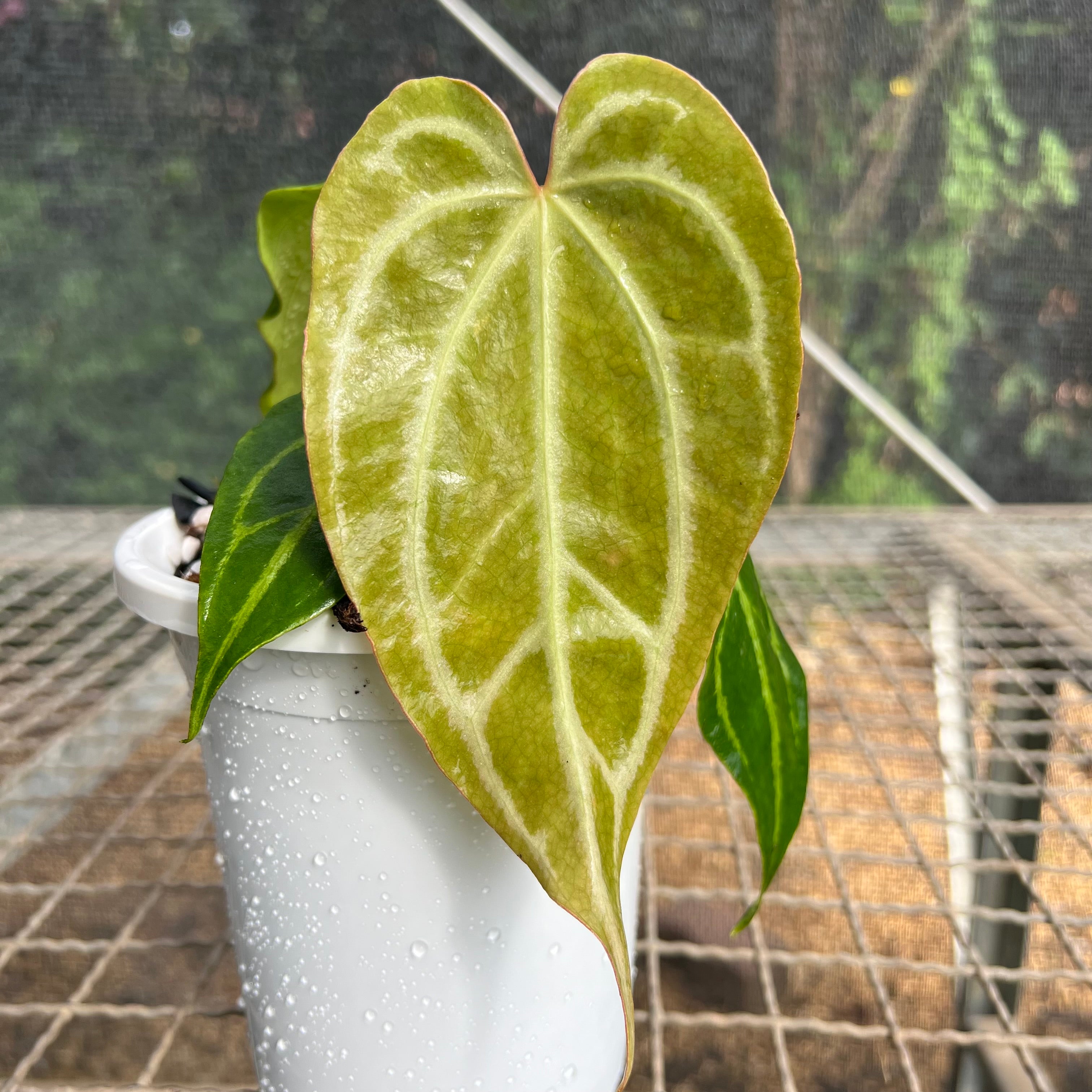 【piro】A.warocqueanum dark narrow Anthurium warocqueanum “Dark & Narrow” – AABexotics