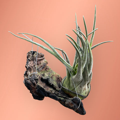 Tillandsia seleriana