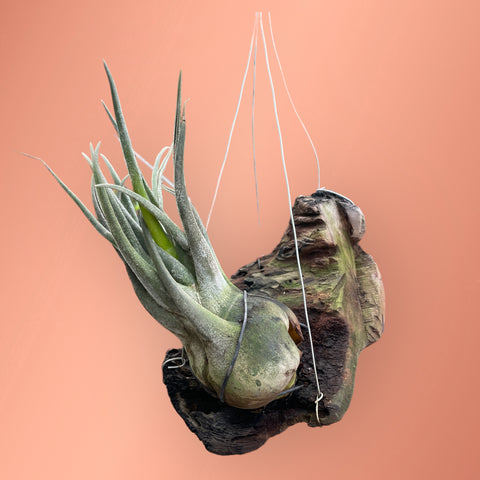 Tillandsia seleriana