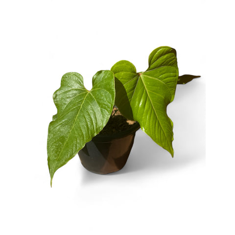 Anthurium cupulispathum