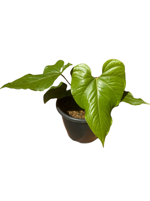 Anthurium cupulispathum