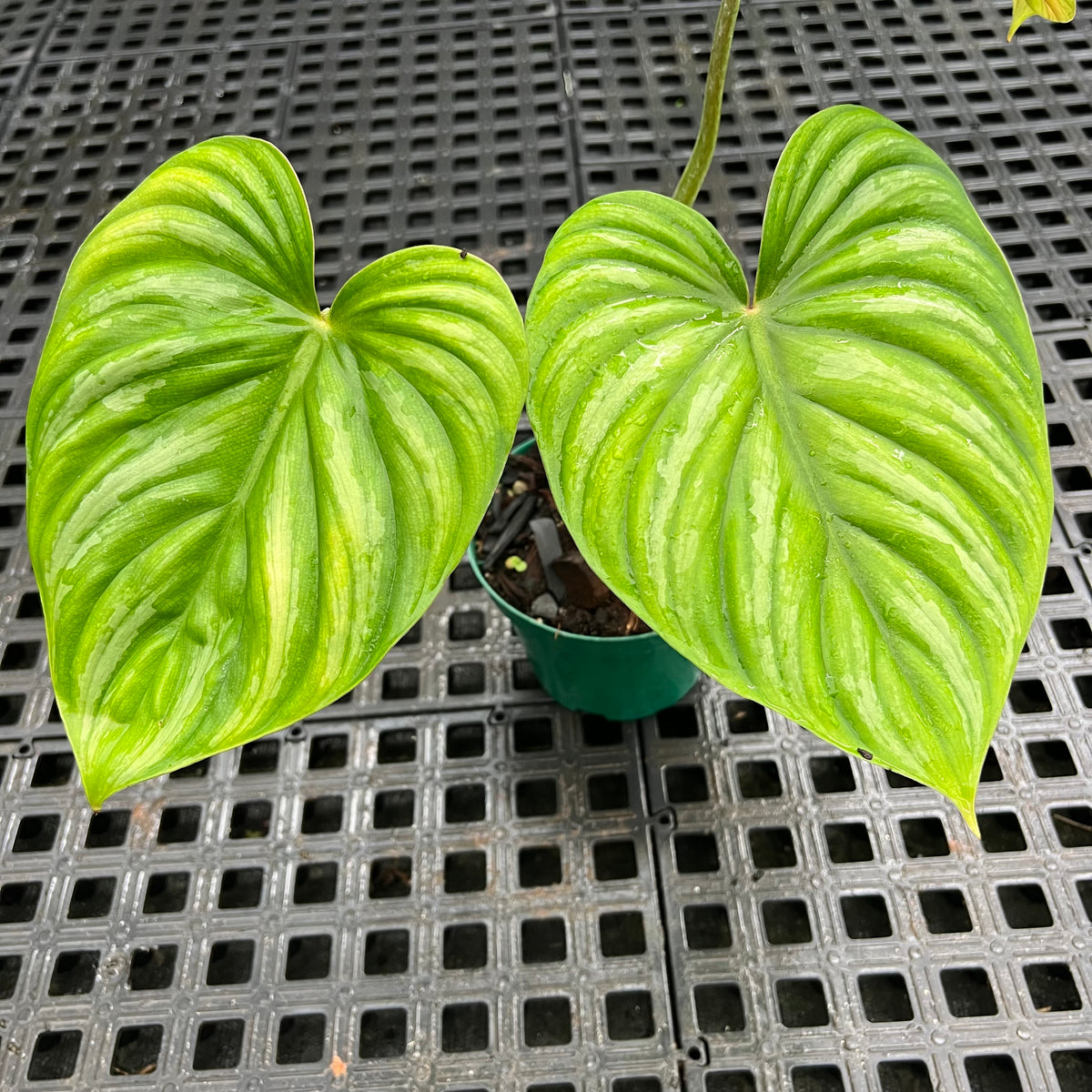 philodendron plowmanii dark form Philodendron plowmanii “Dark Form” – Entre Raízes Botânica