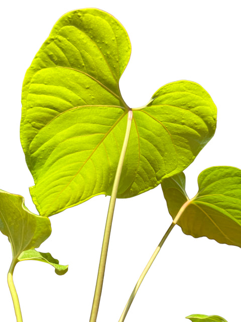 Anthurium cupulispathum
