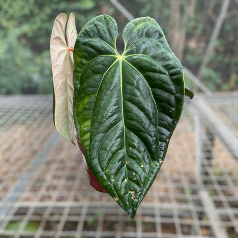 Anthurium David Portilla Dreams (Anthurium luxurians x forgetii)