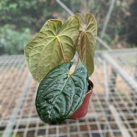 Anthurium David Portilla Dreams (Anthurium luxurians x forgetii)