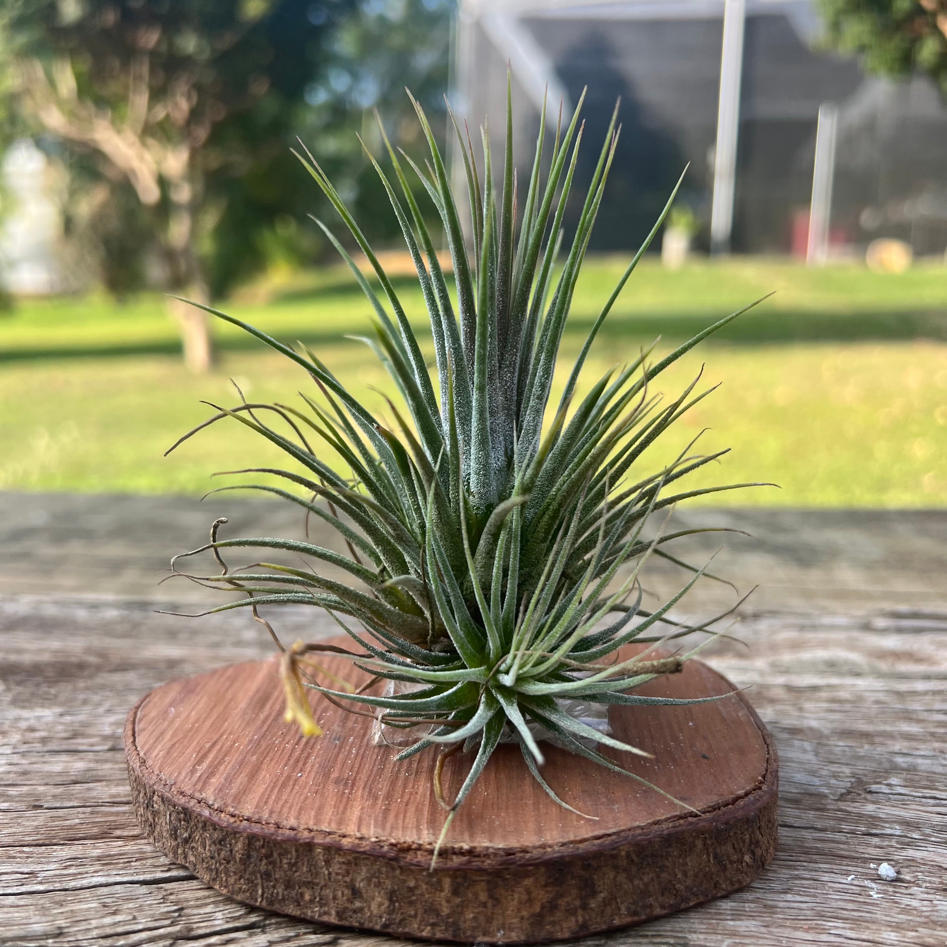 Tillandsia Ionantha 'Guatemala Select' – Entre Raízes Botânica