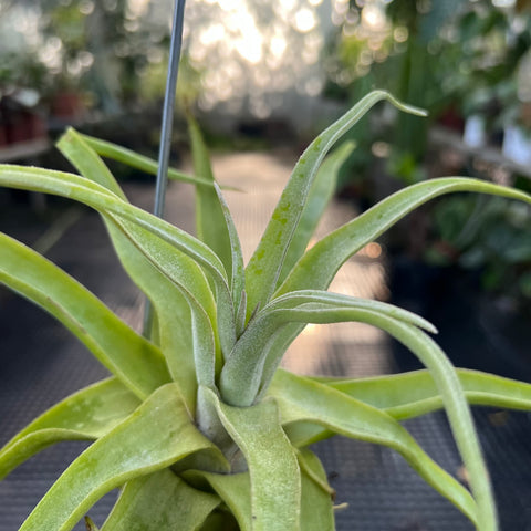 Tillandsia streptophylla 'Titan' | Entre Raízes Botânica - Detalhe 3