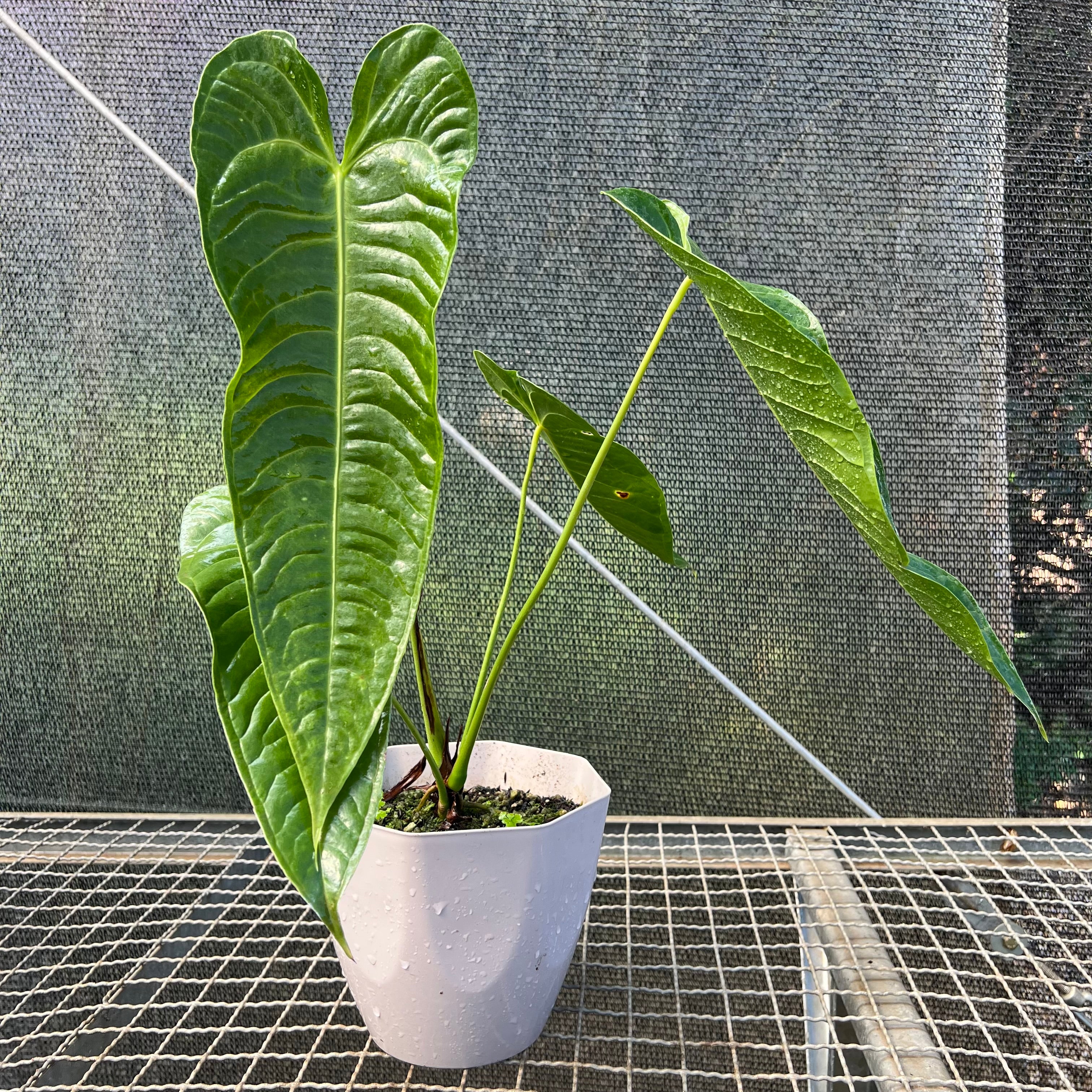 Anthurium veitchii x nymphaeifolium – Entre Raízes Botânica