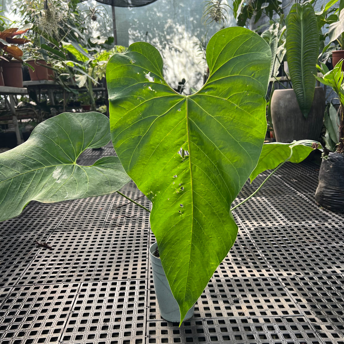 anthurium insigne gigante Anthurium sp. 'Colômbia' – Entre Raízes Botânica